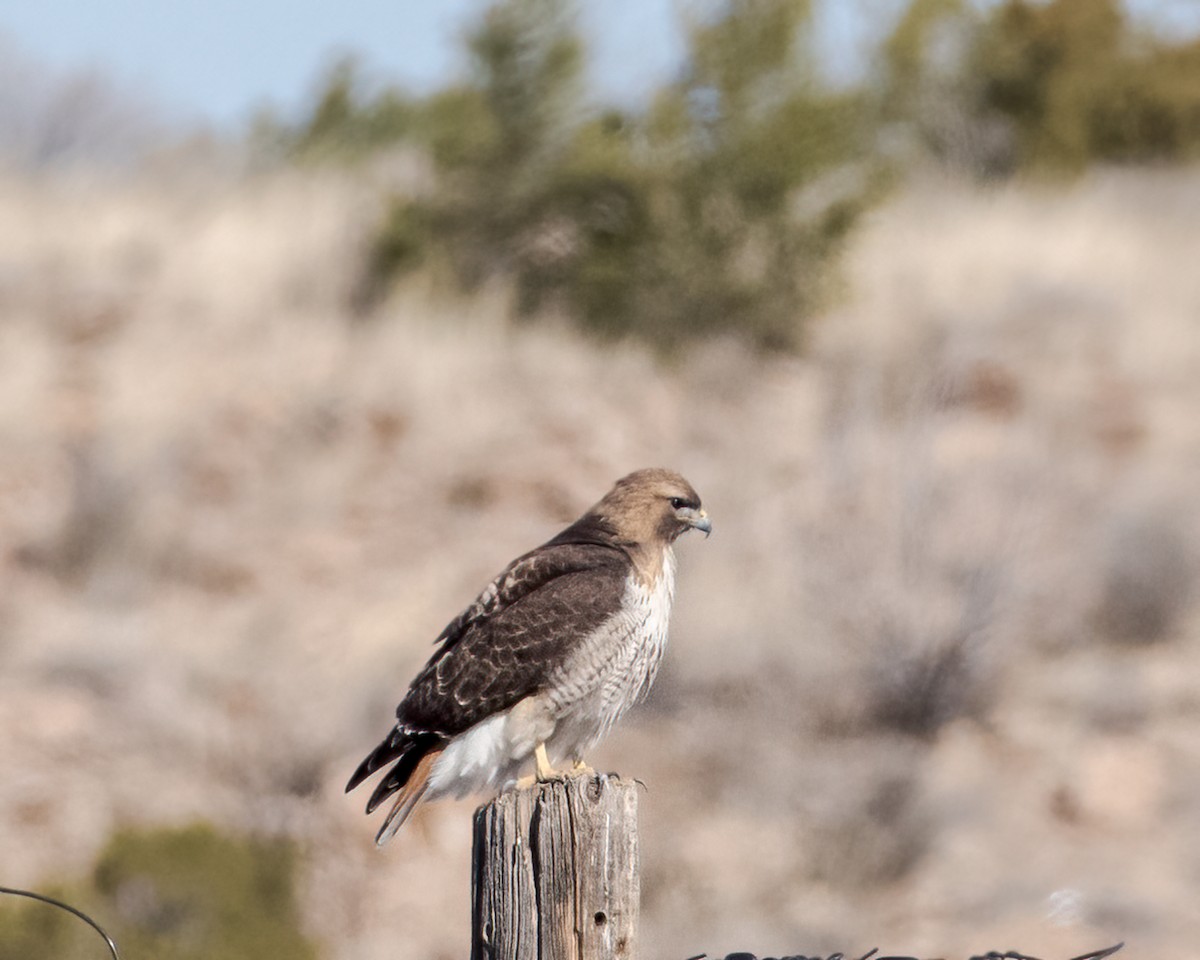 Red-tailed Hawk - ML555137251