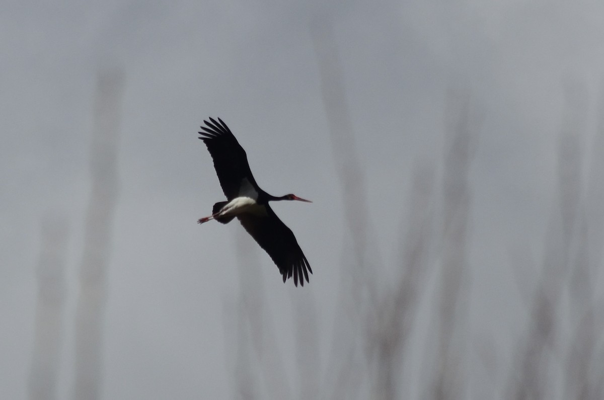 Black Stork - ML555139591
