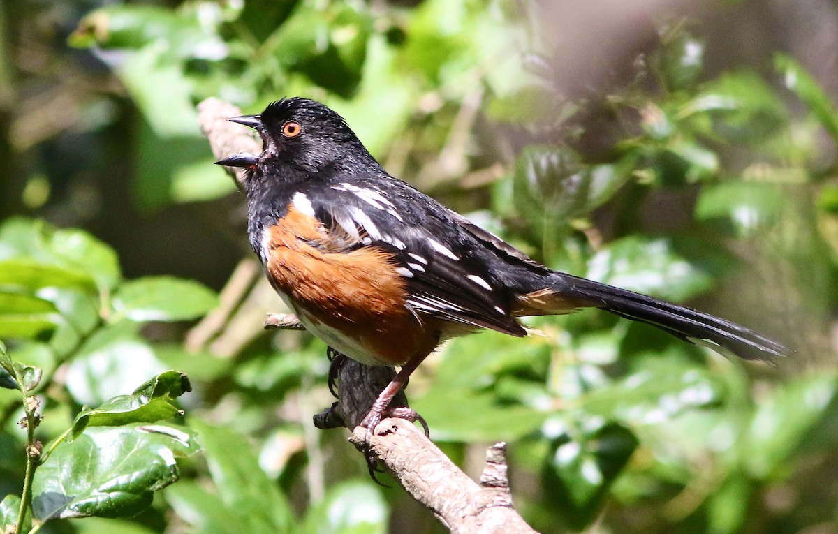 Spotted Towhee (oregonus Group) - Don Roberson
