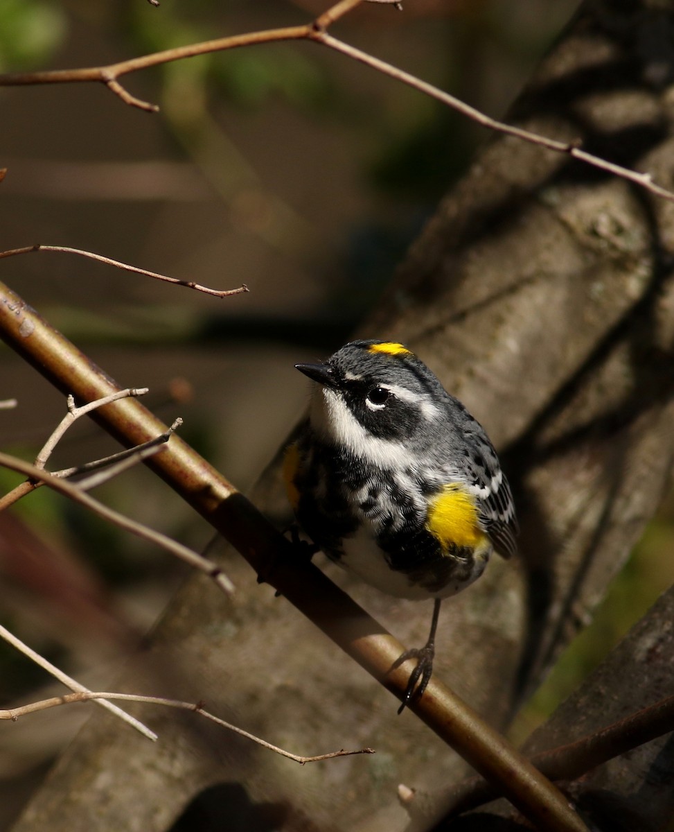 Yellow-rumped Warbler (Myrtle) - Nathan Dubrow