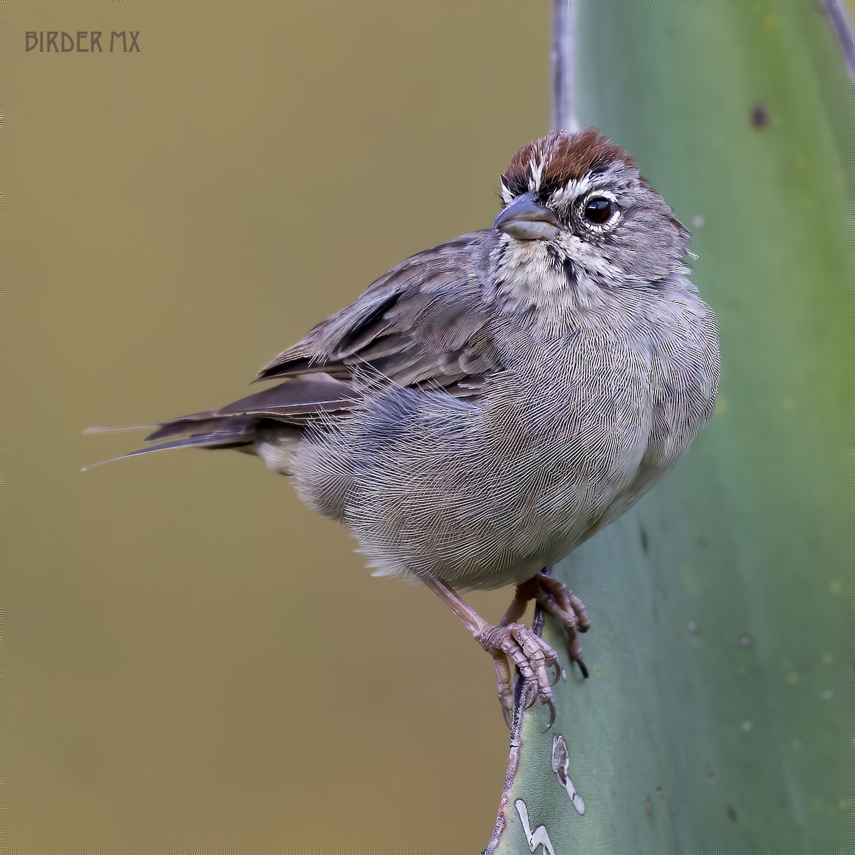 Rufous-crowned Sparrow - ML555147211