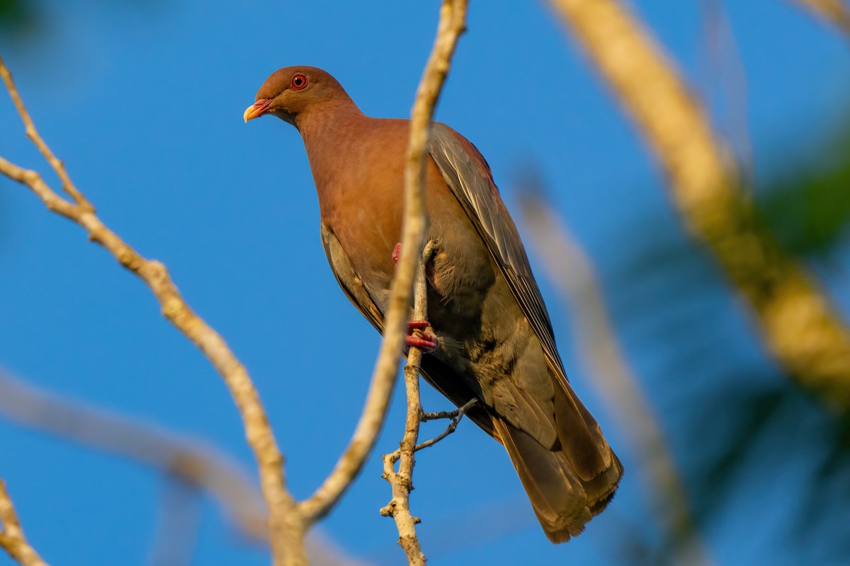Red-billed Pigeon - ML555147591