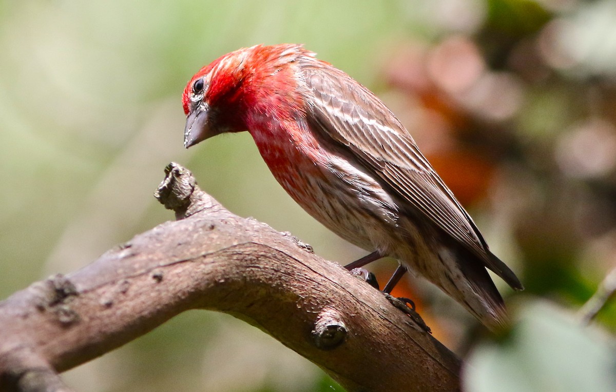 House Finch - Don Roberson