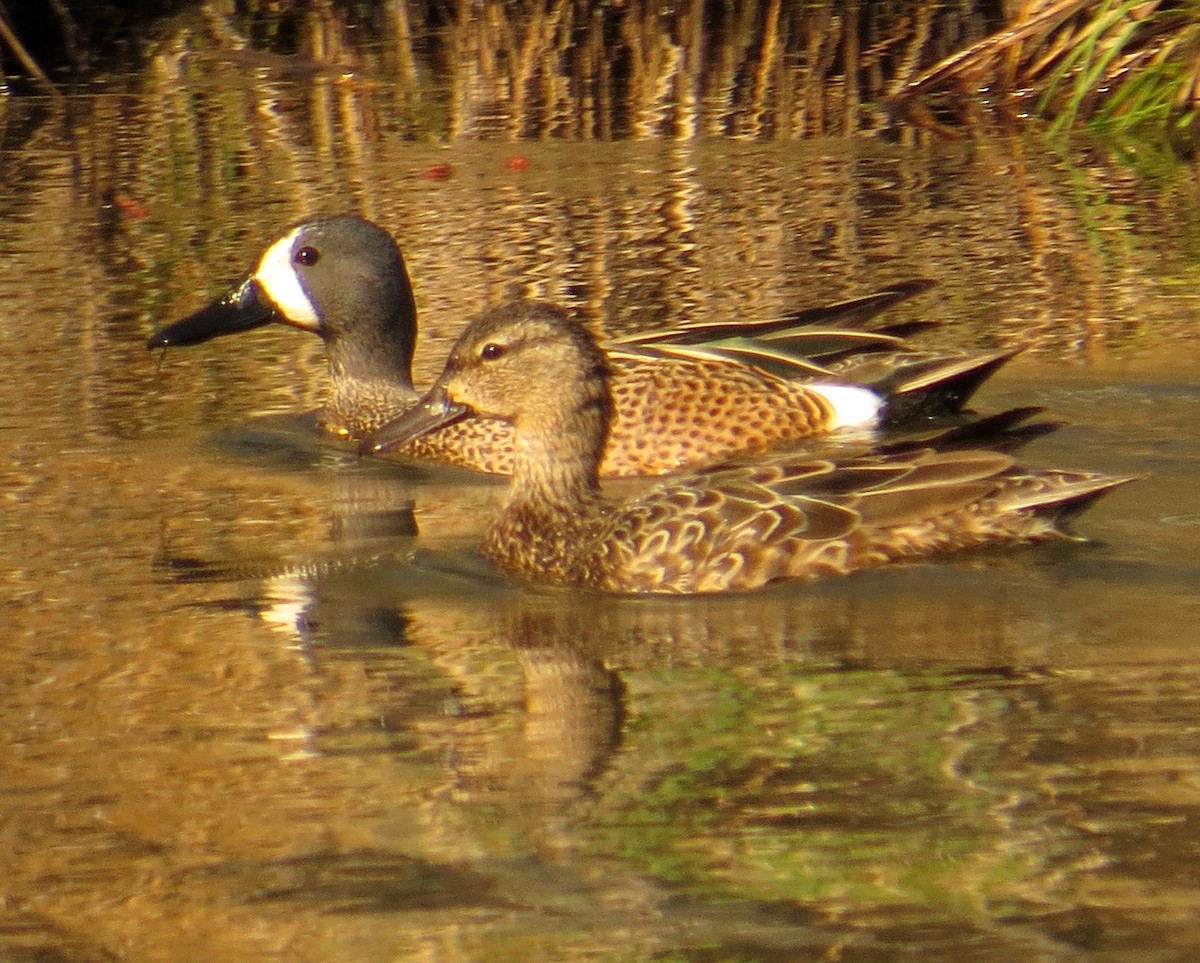 Blue-winged Teal - Pam Campbell