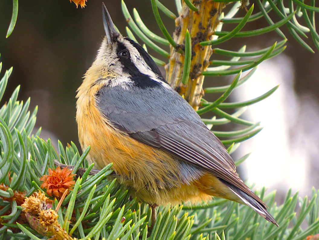 Red-breasted Nuthatch - ML55514931
