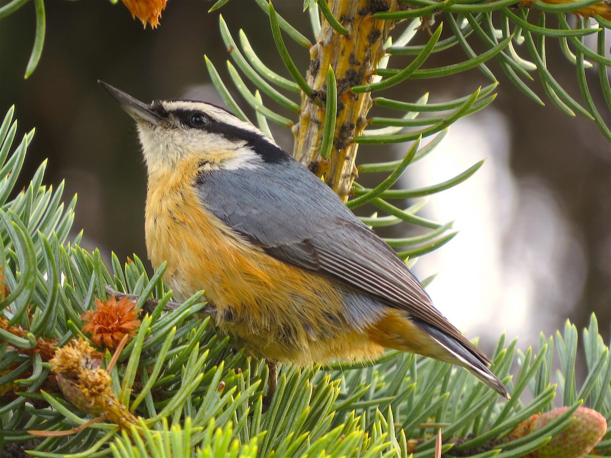 Red-breasted Nuthatch - ML55514941