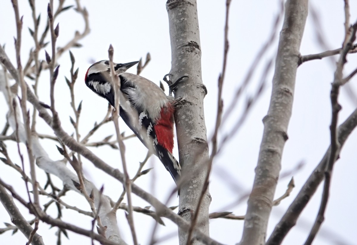Great Spotted Woodpecker - ML555158311
