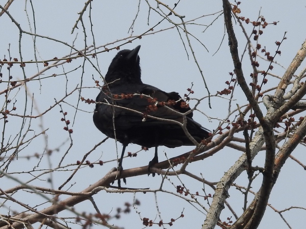 American Crow - ML555160551