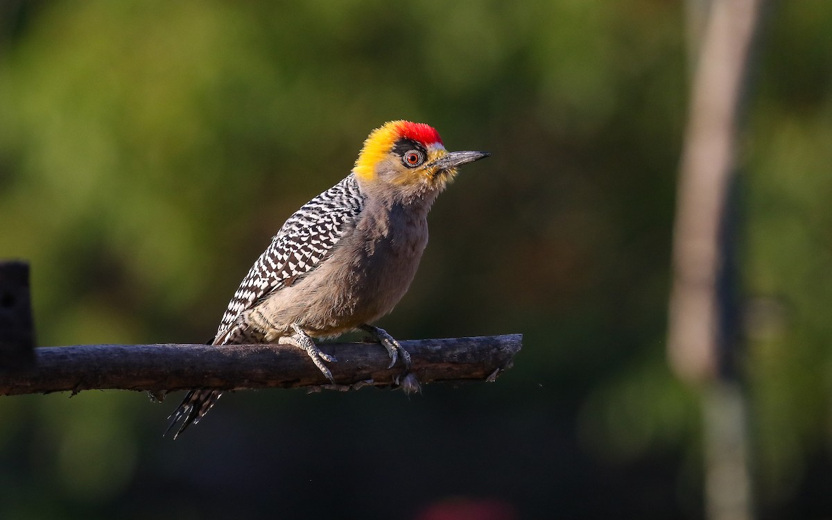 Golden-cheeked Woodpecker - ML555166961