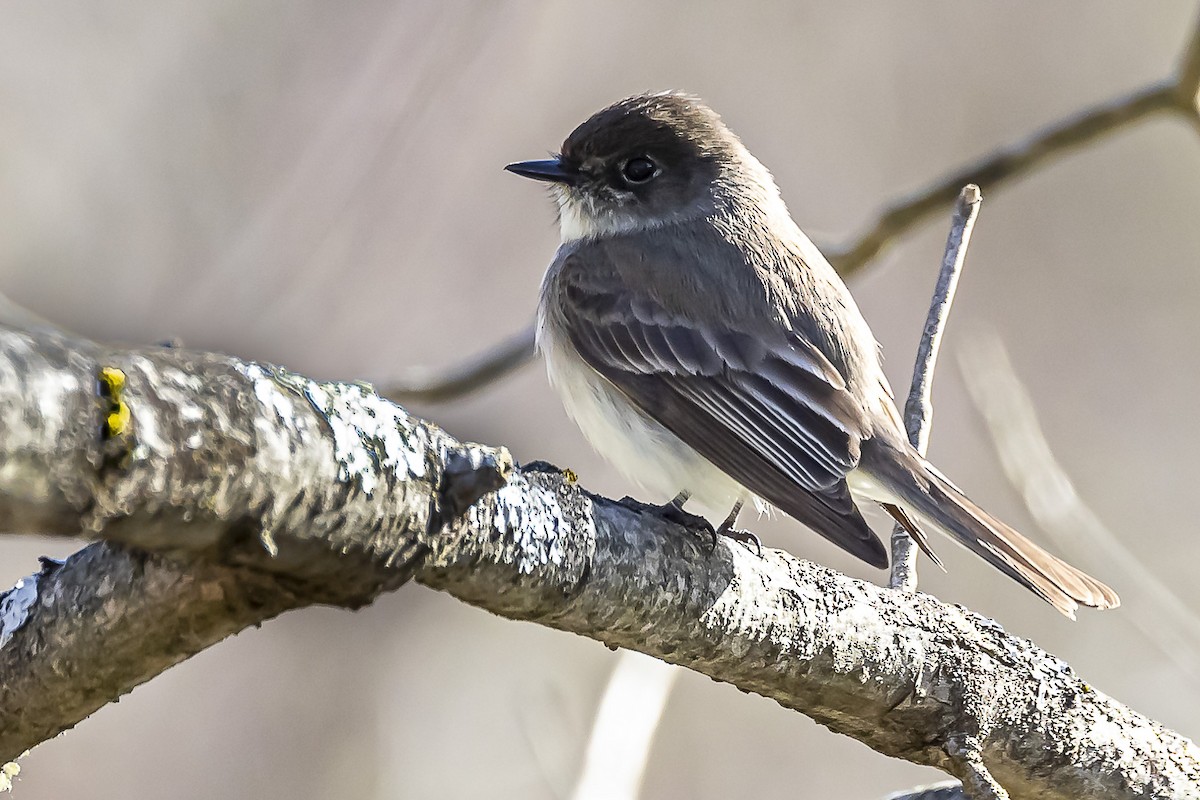 New York Breeding Bird Atlas Checklist - 8 Apr 2023 - Kakiat County ...