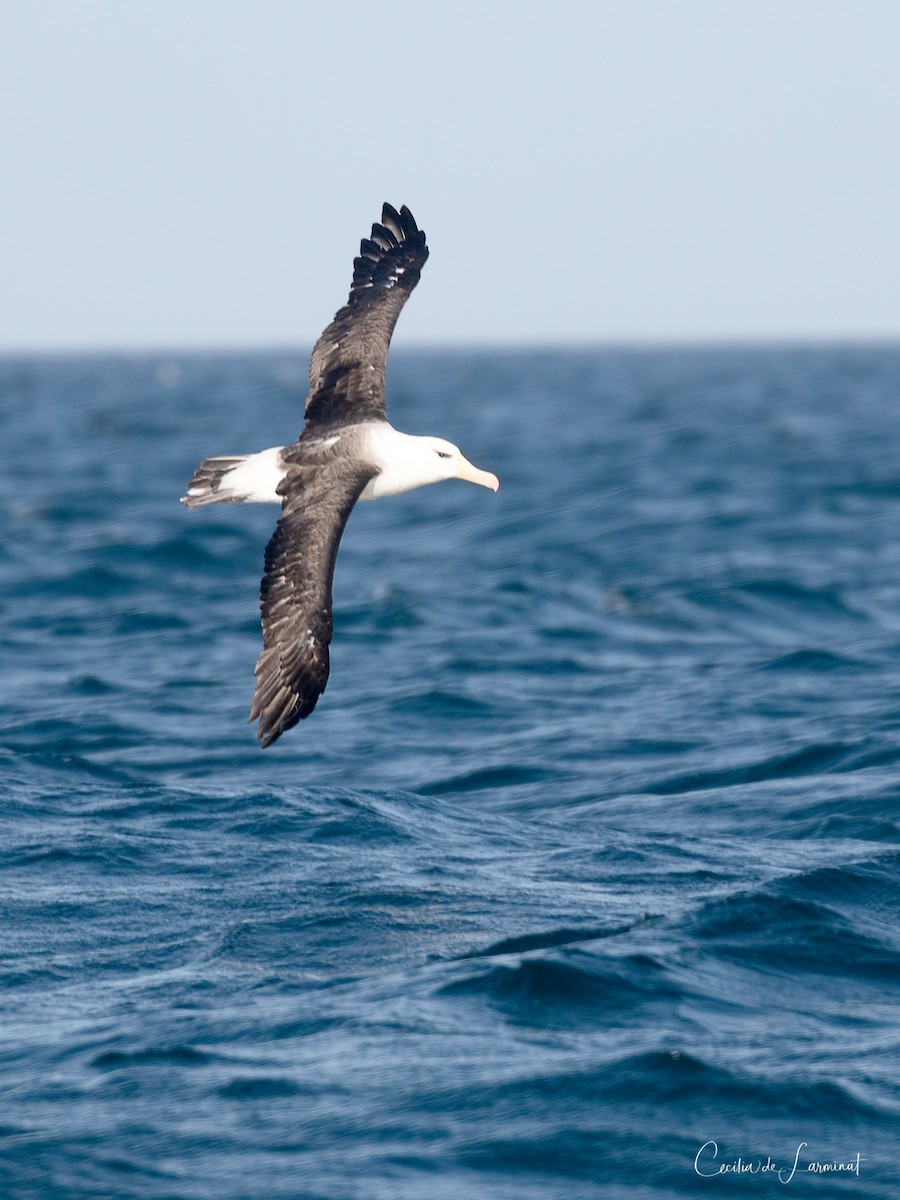 Black-browed Albatross - ML555172421