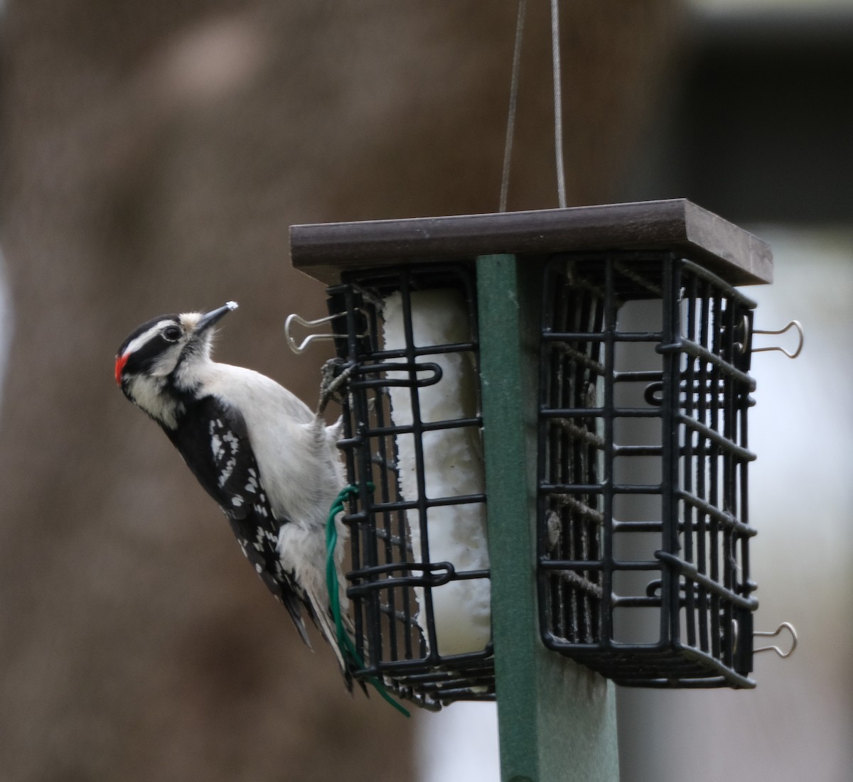 Downy Woodpecker - ML555178741