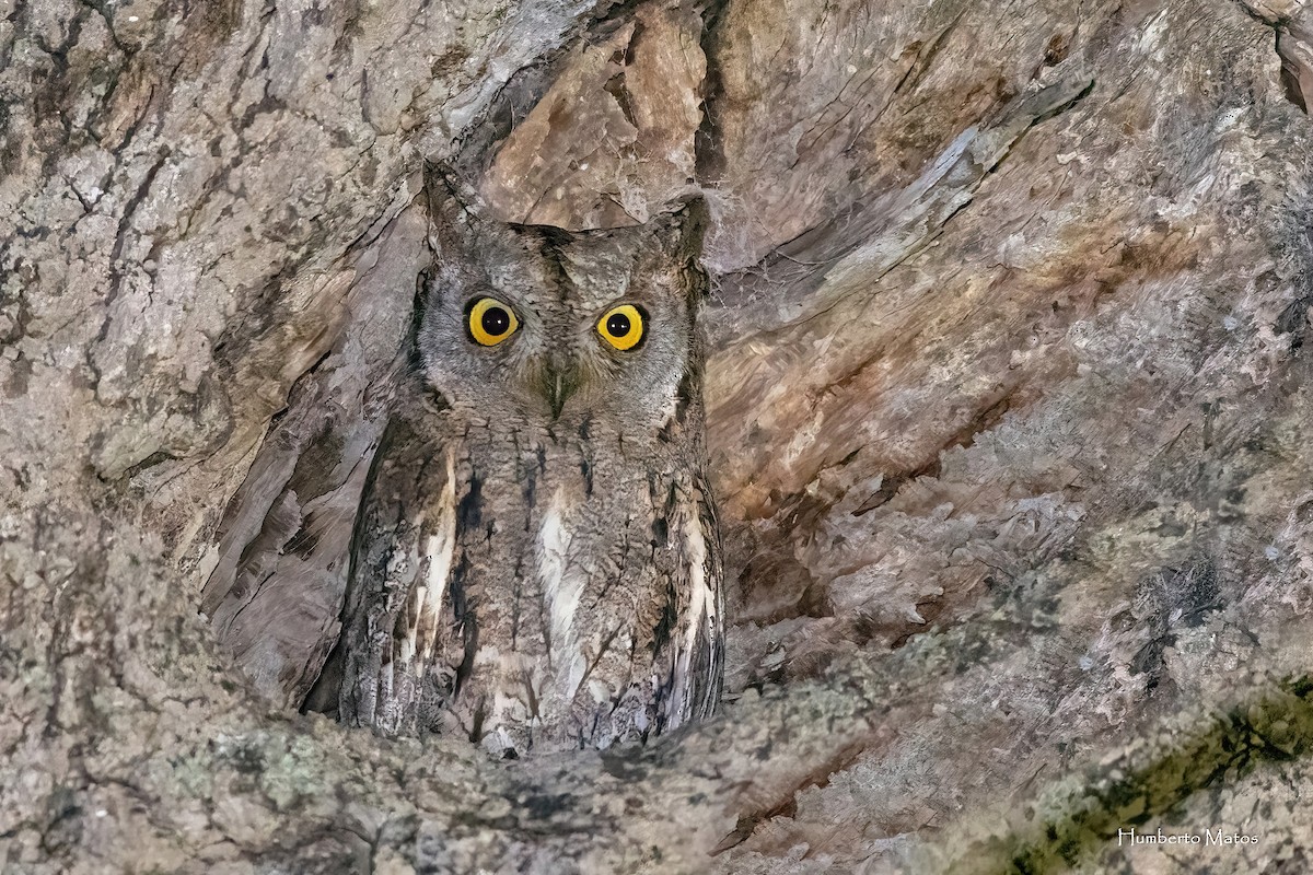 Eurasian Scops-Owl - Humberto Matos