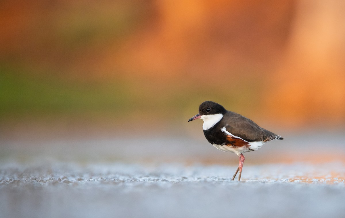 Red-kneed Dotterel - ML555195971