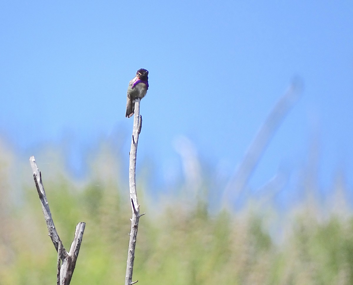 Costa's Hummingbird - ML55519621