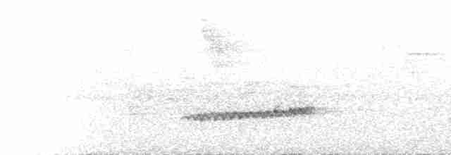 Alicorto de Célebes (calligyna/picta) - ML555205391