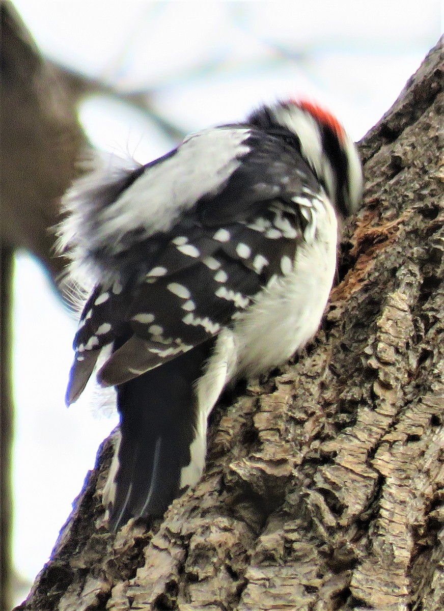 Downy Woodpecker - ML555205681