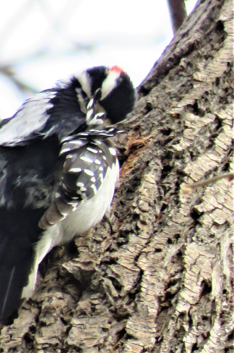 Downy Woodpecker - ML555205691