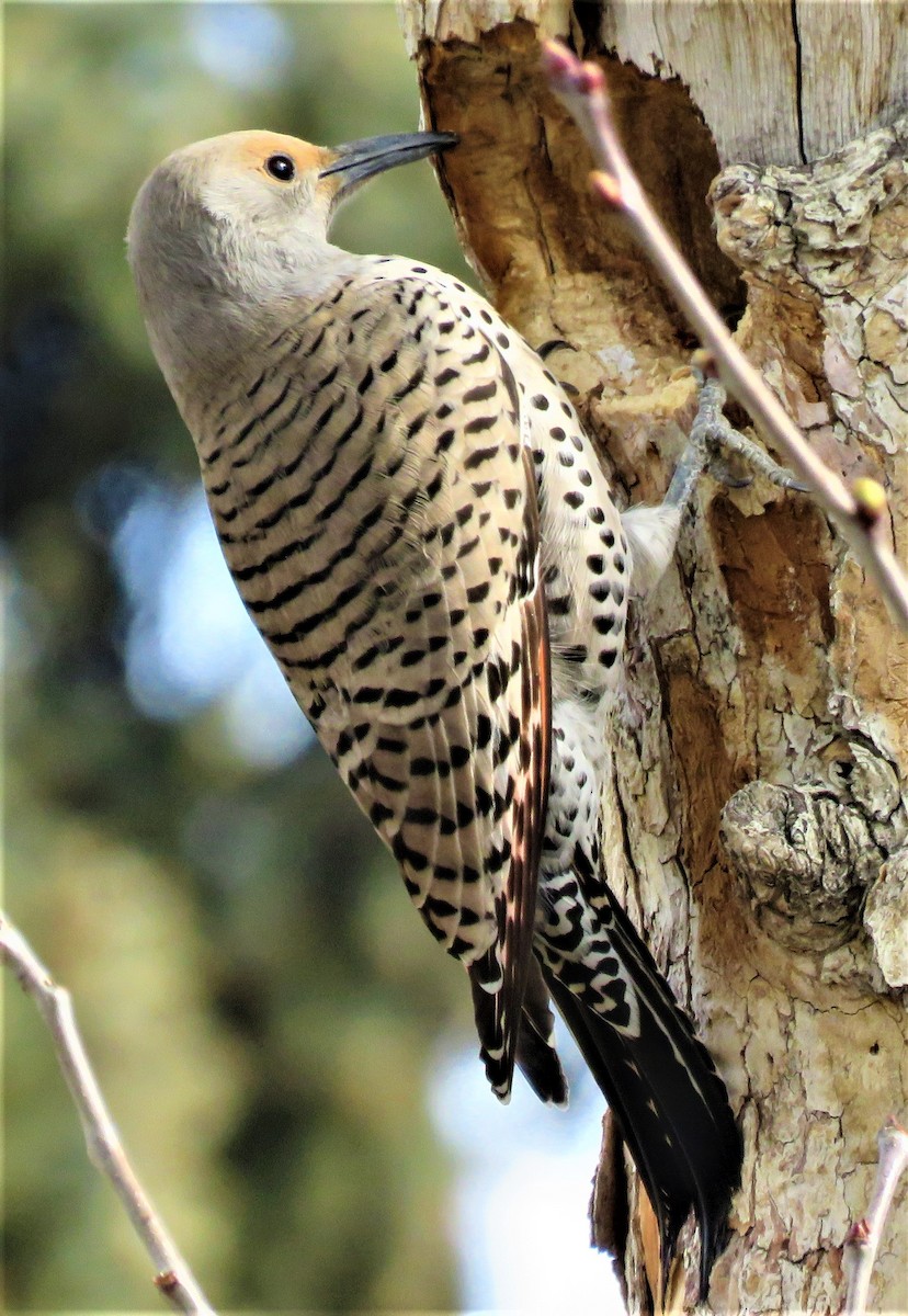 Northern Flicker (Red-shafted) - ML555205801