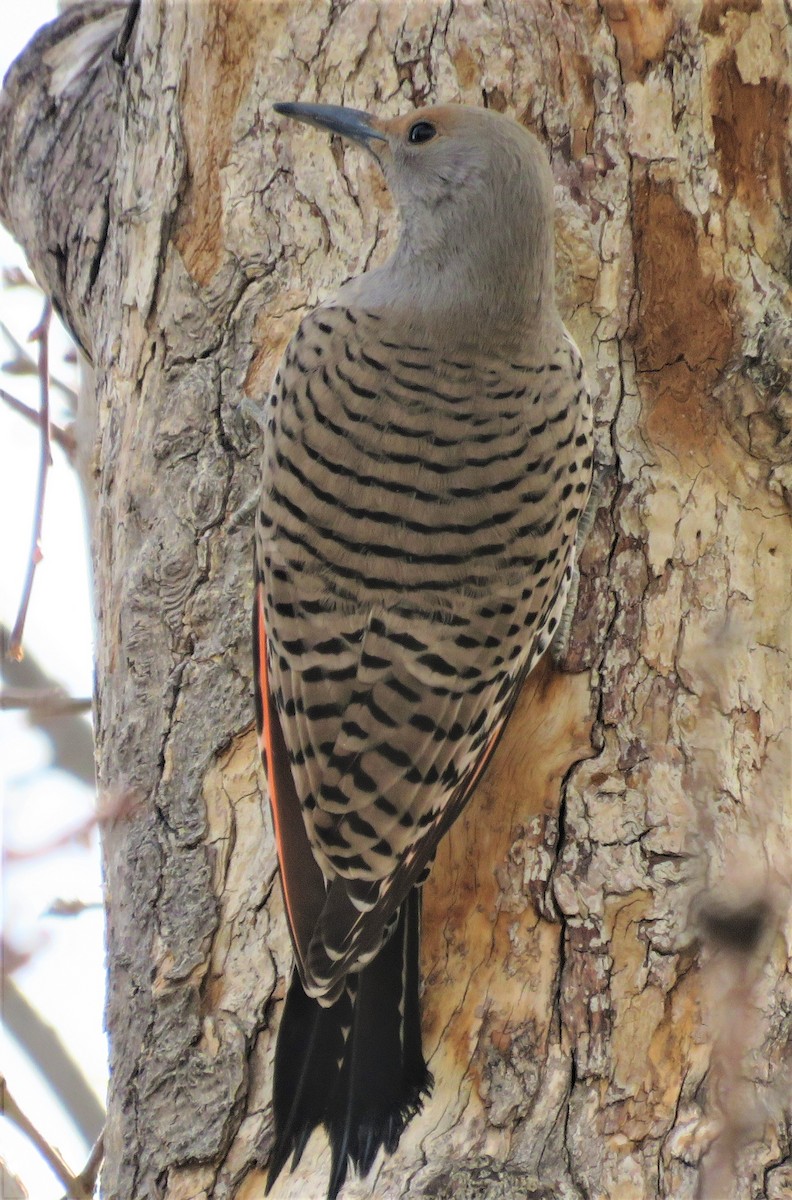 Northern Flicker (Red-shafted) - ML555205821