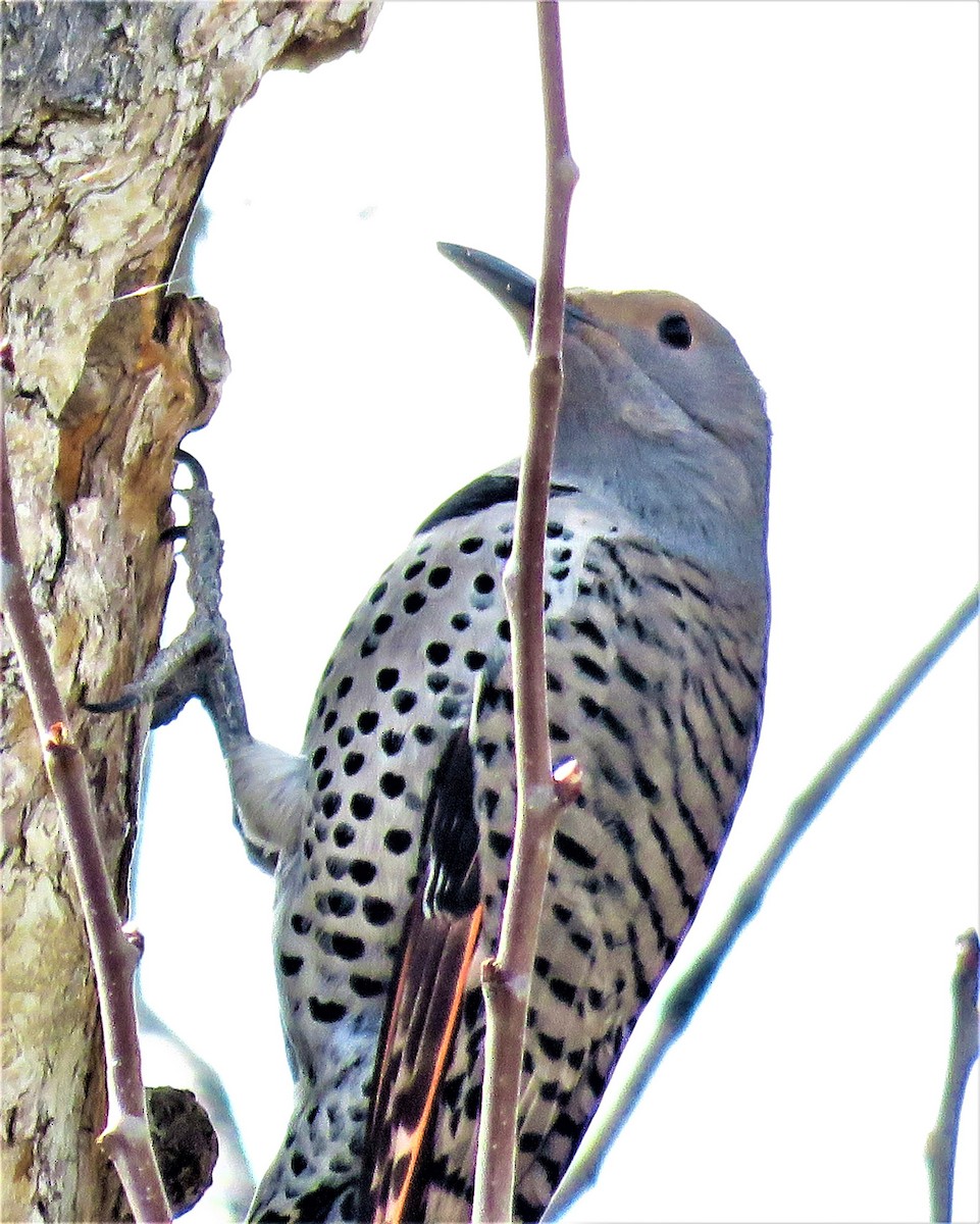 Northern Flicker (Red-shafted) - ML555205831