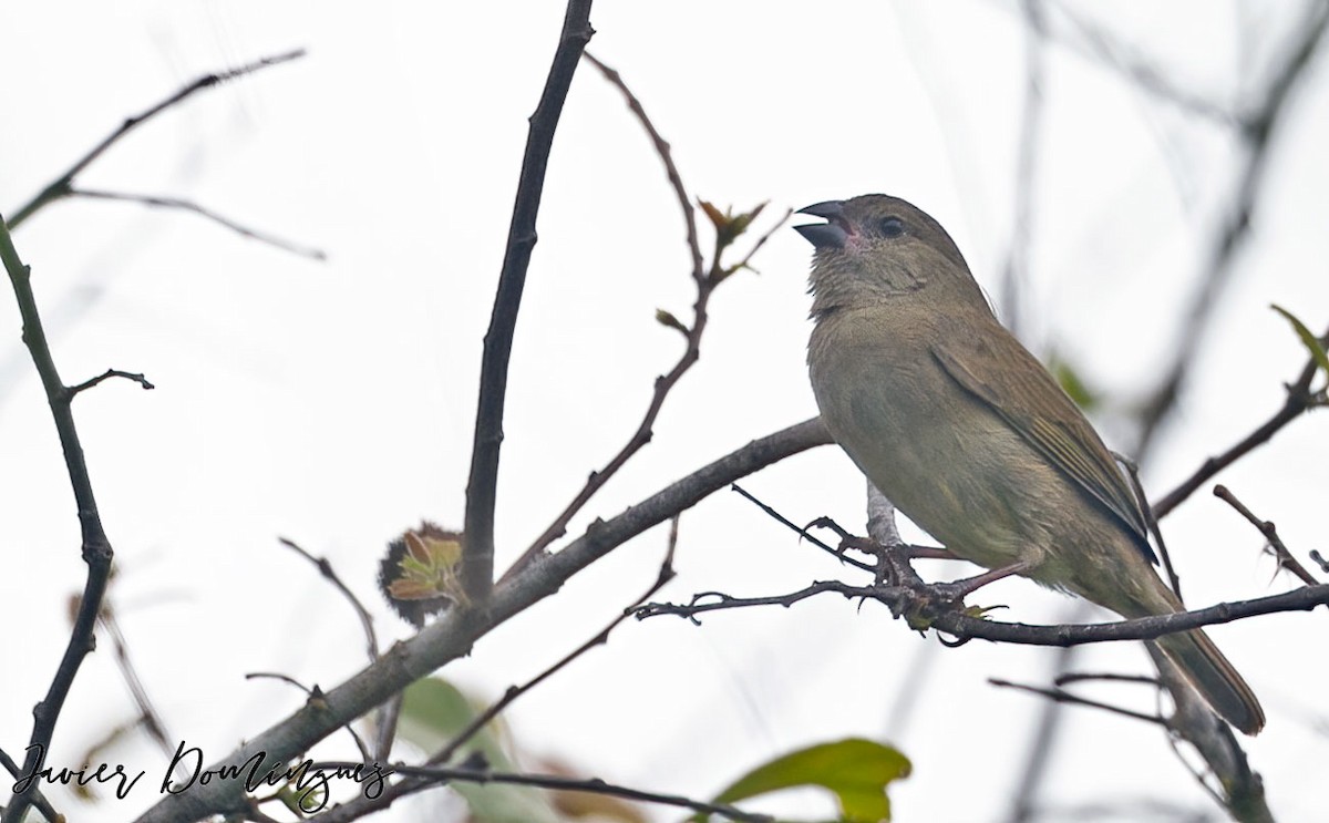 Yellow-bellied Seedeater - ML555210231
