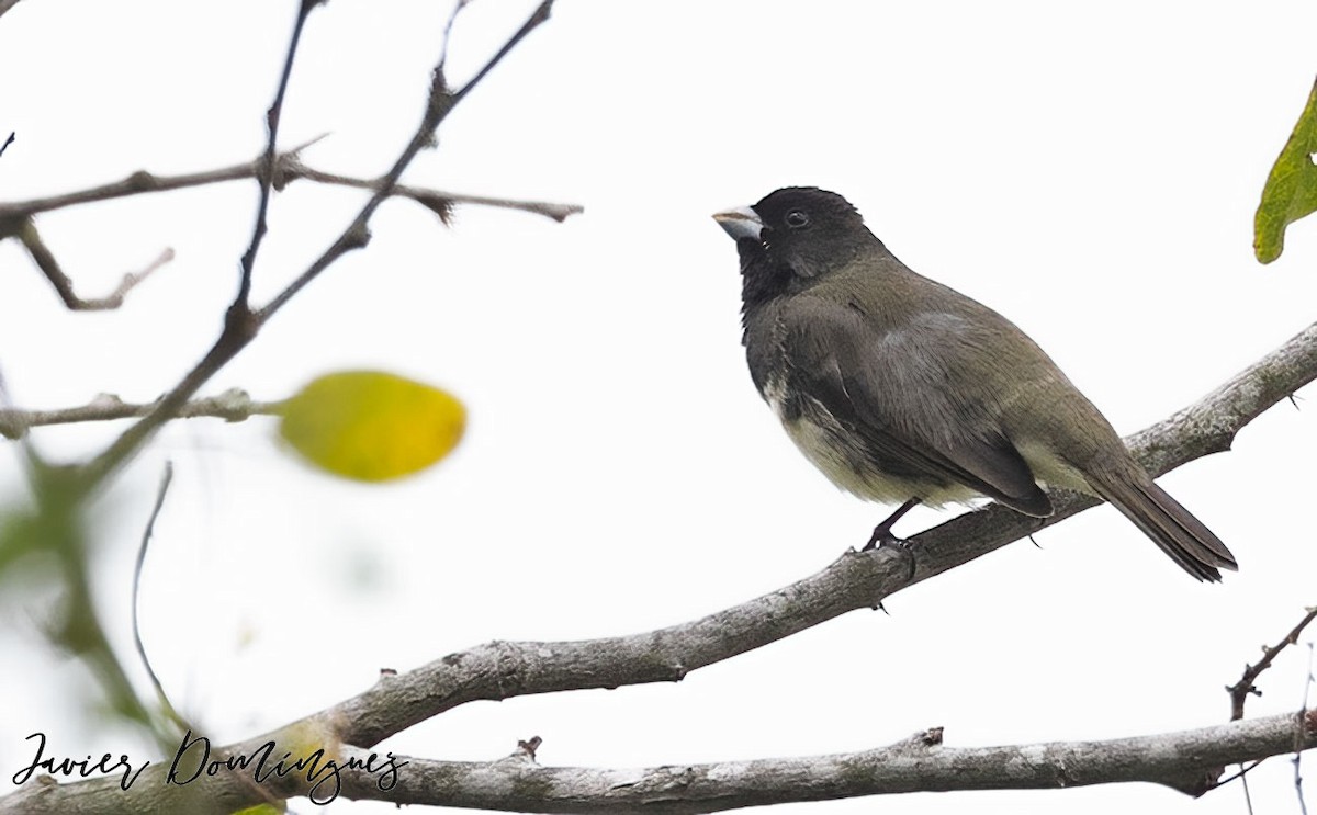 Yellow-bellied Seedeater - ML555210241