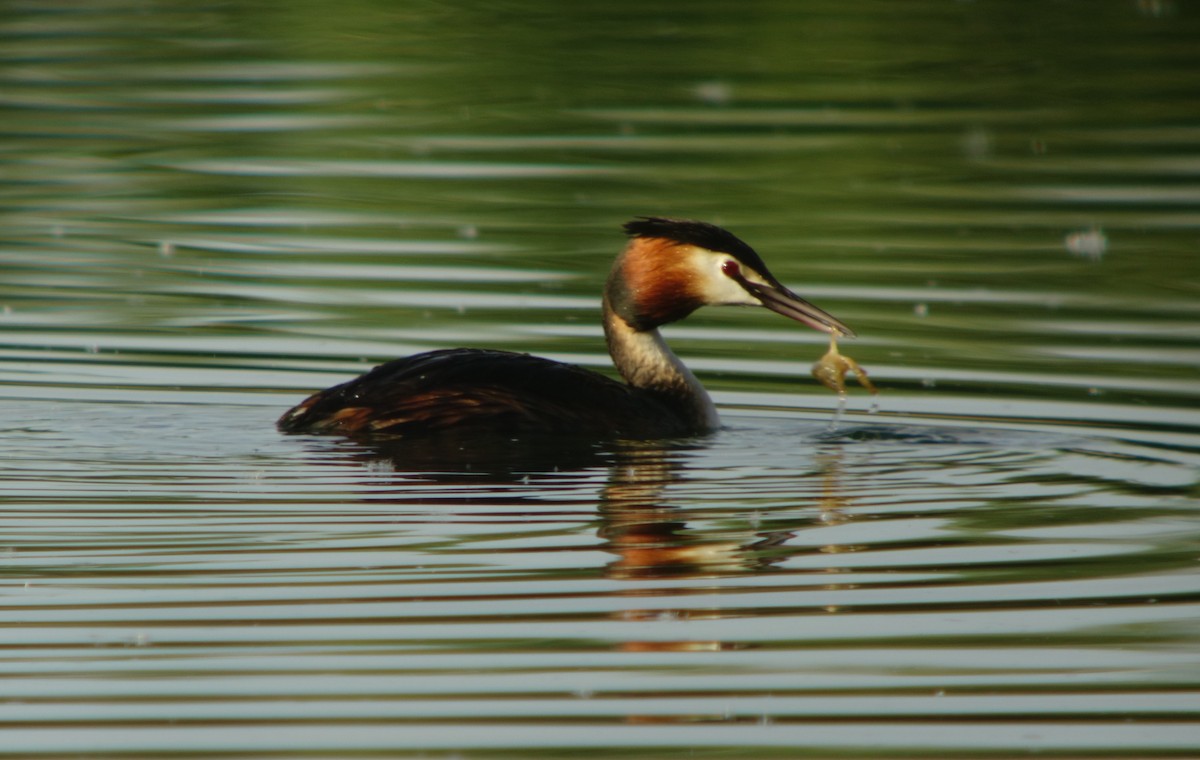 Great Crested Grebe - Carlos Antón