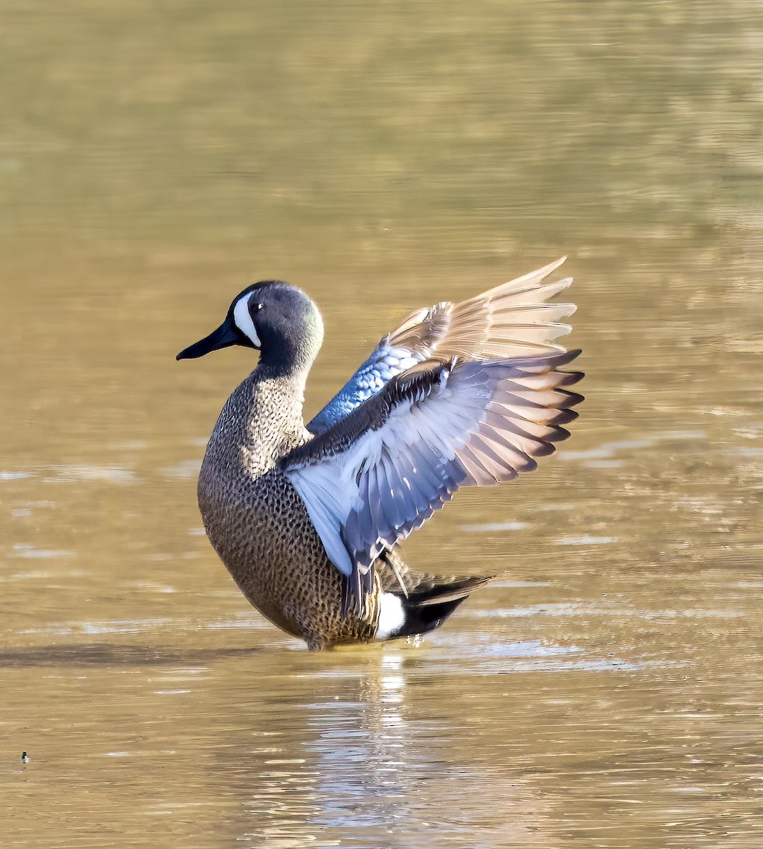 Blue-winged Teal - ML555214911