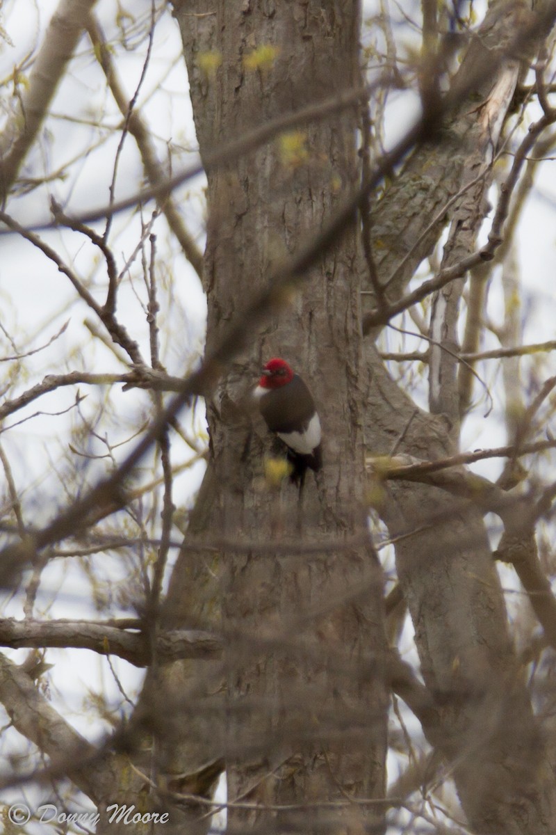 Red-headed Woodpecker - Donny Moore