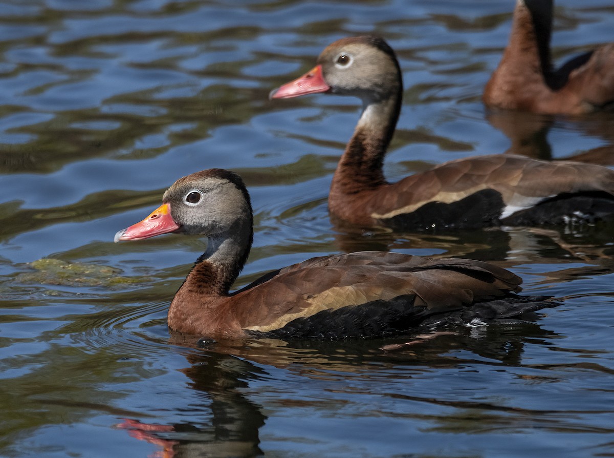 Black-bellied Whistling-Duck - Stephen Ofsthun