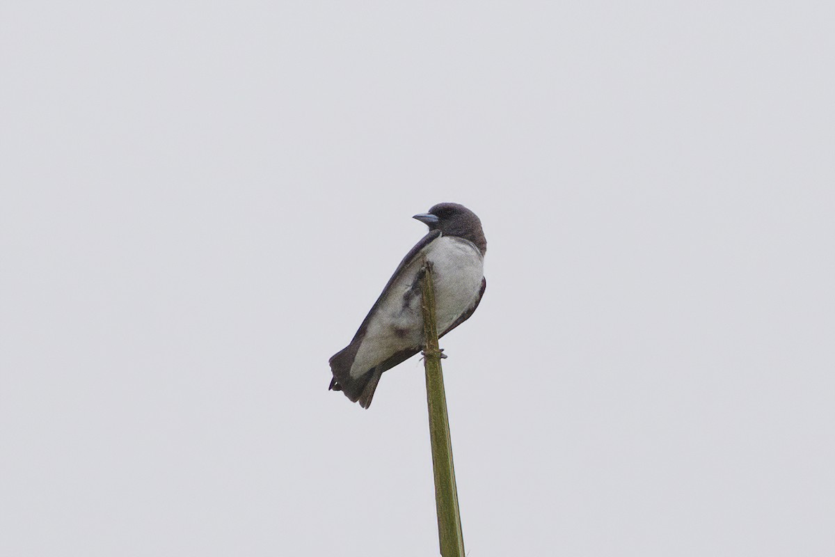White-breasted Woodswallow - ML555220581