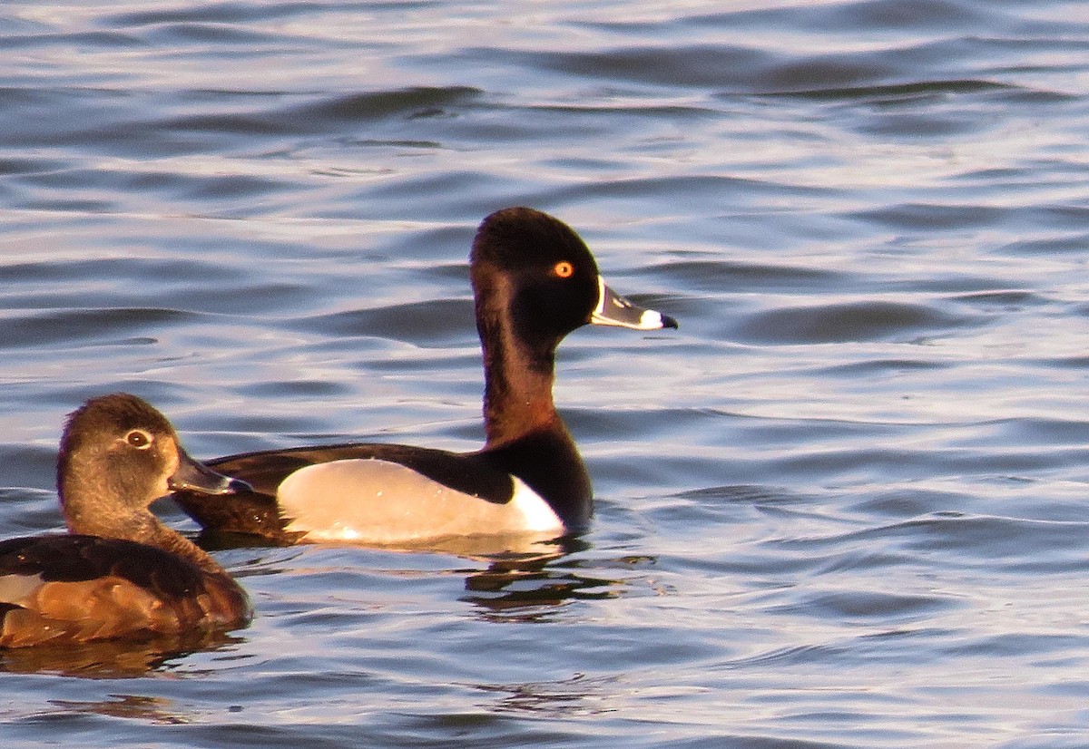 Ring-necked Duck - ML555232871
