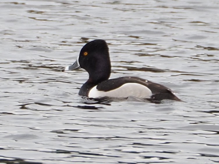 Ring-necked Duck - ML555236771