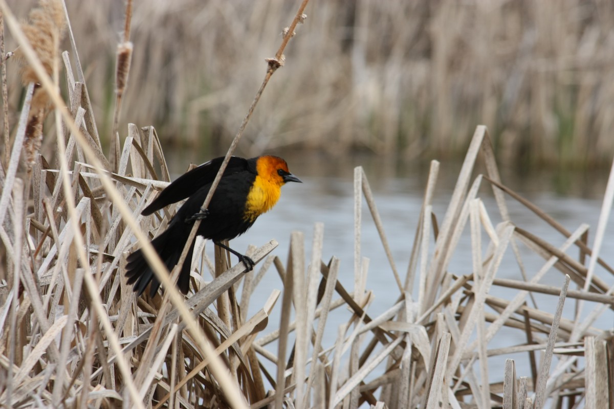Yellow-headed Blackbird - ML555237751