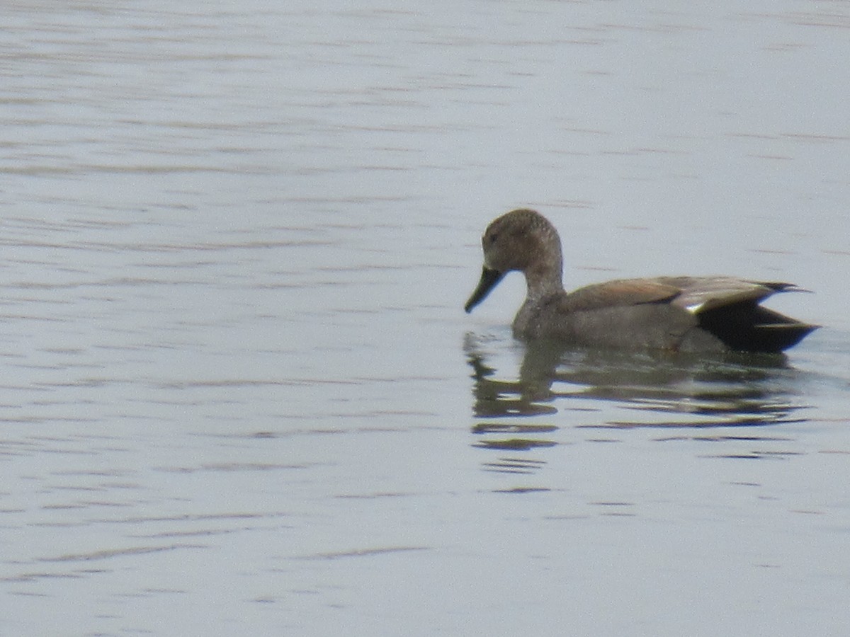 eBird Checklist - 8 Apr 2023 - Rocky Mountain Arsenal NWR - 39 species