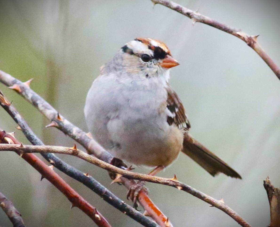 North Carolina Bird Atlas Checklist - 7 Apr 2023 - Mills River Park 