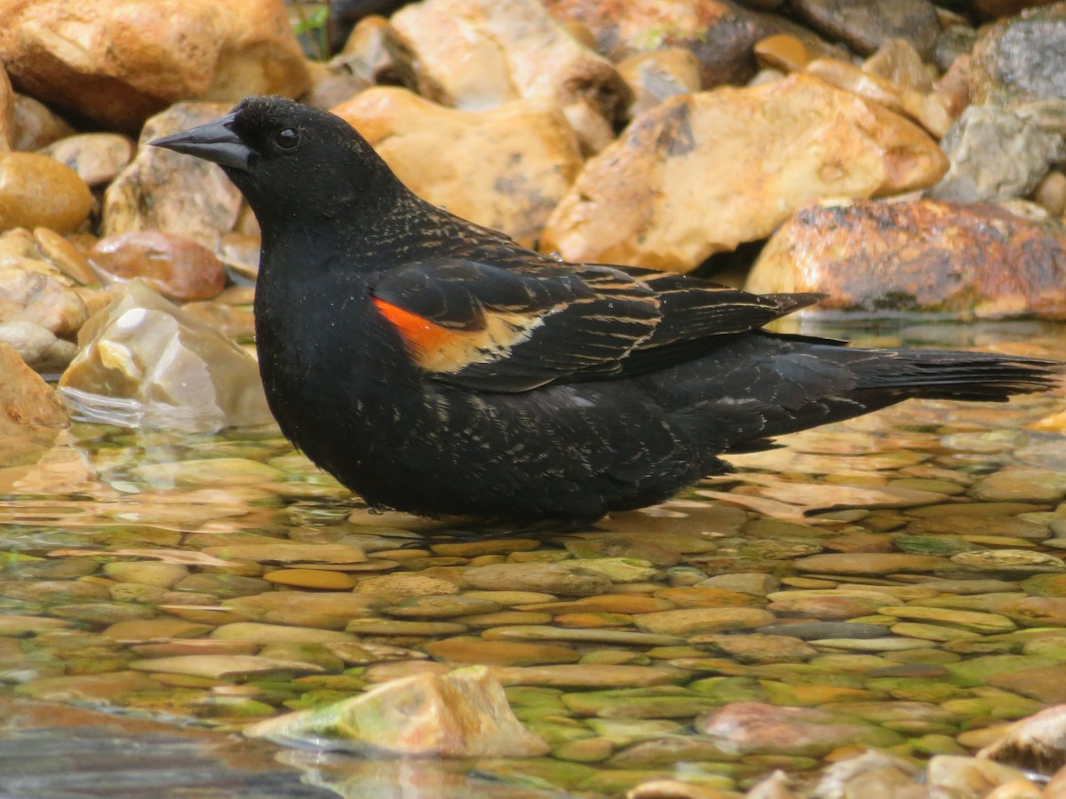Red-winged Blackbird - ML555248031