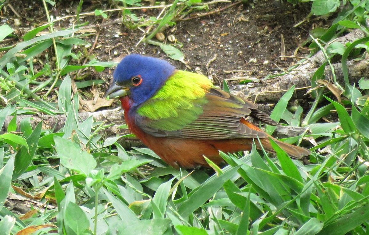 Painted Bunting - ML55525081