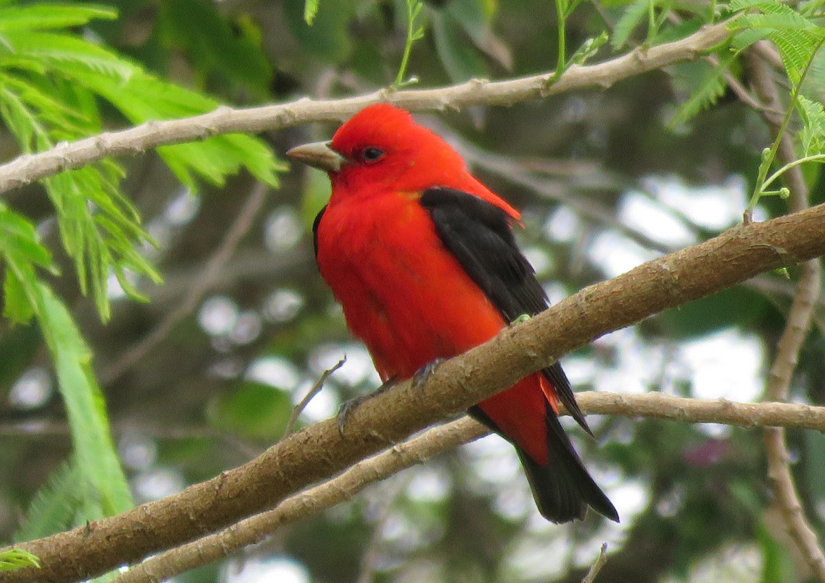 Scarlet Tanager - Mark Esparza