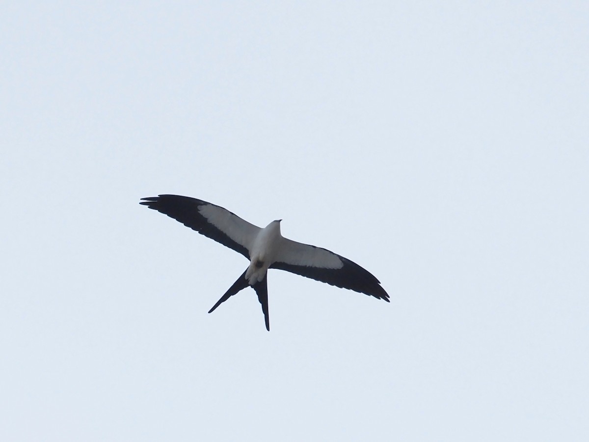 Swallow-tailed Kite - ML555252151