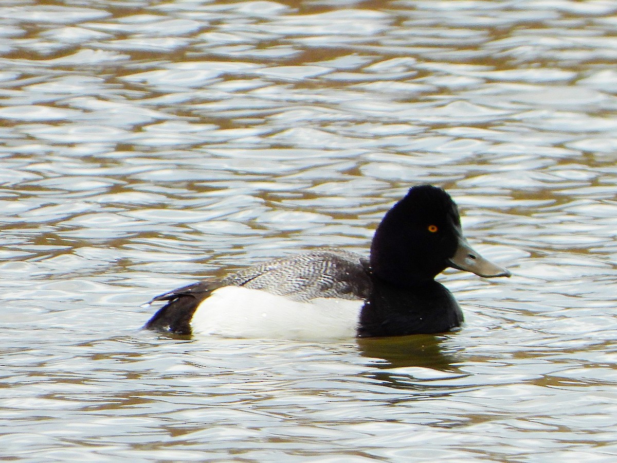 eBird Checklist - 8 Apr 2023 - Yamaguchi-River Walk - 19 species