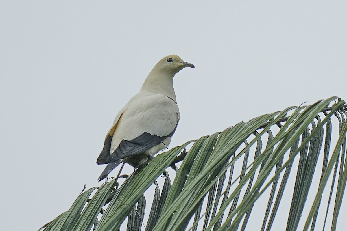Pied Imperial-Pigeon - ML555255561
