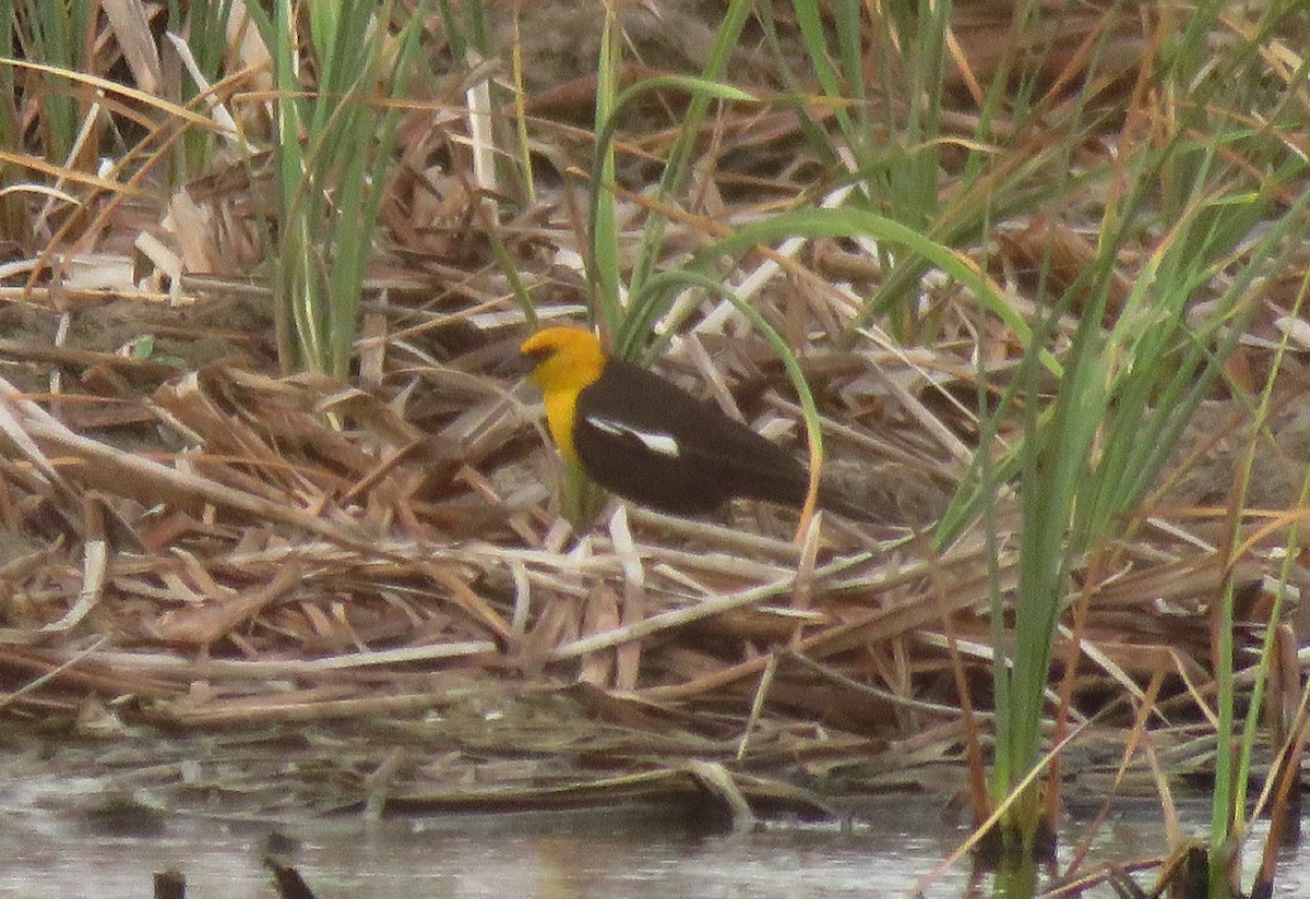 Yellow-headed Blackbird - ML55525711