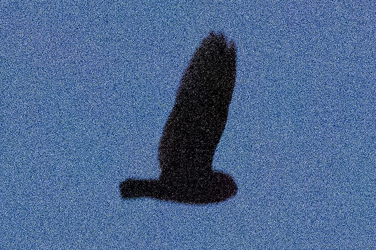 Short-eared Owl - ML555257761