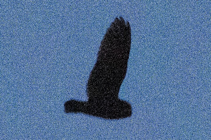 Short-eared Owl - ML555257771