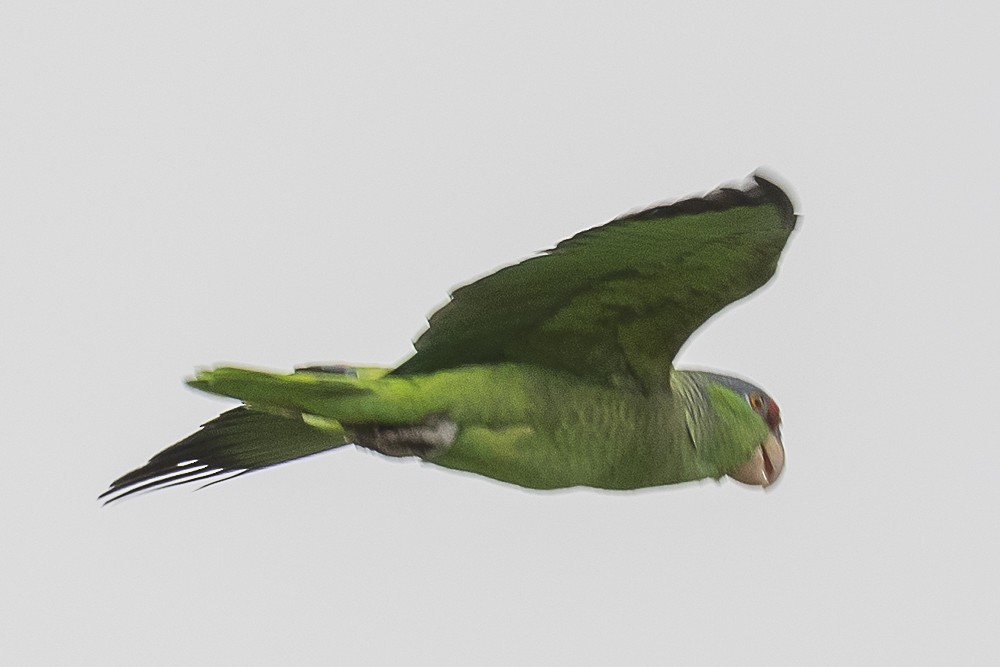 Lilac-crowned Parrot - ML555259401