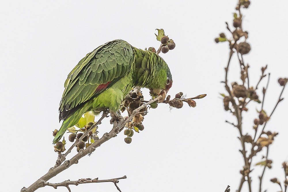 Lilac-crowned Parrot - ML555259431