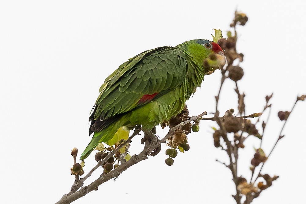 Lilac-crowned Parrot - ML555259441