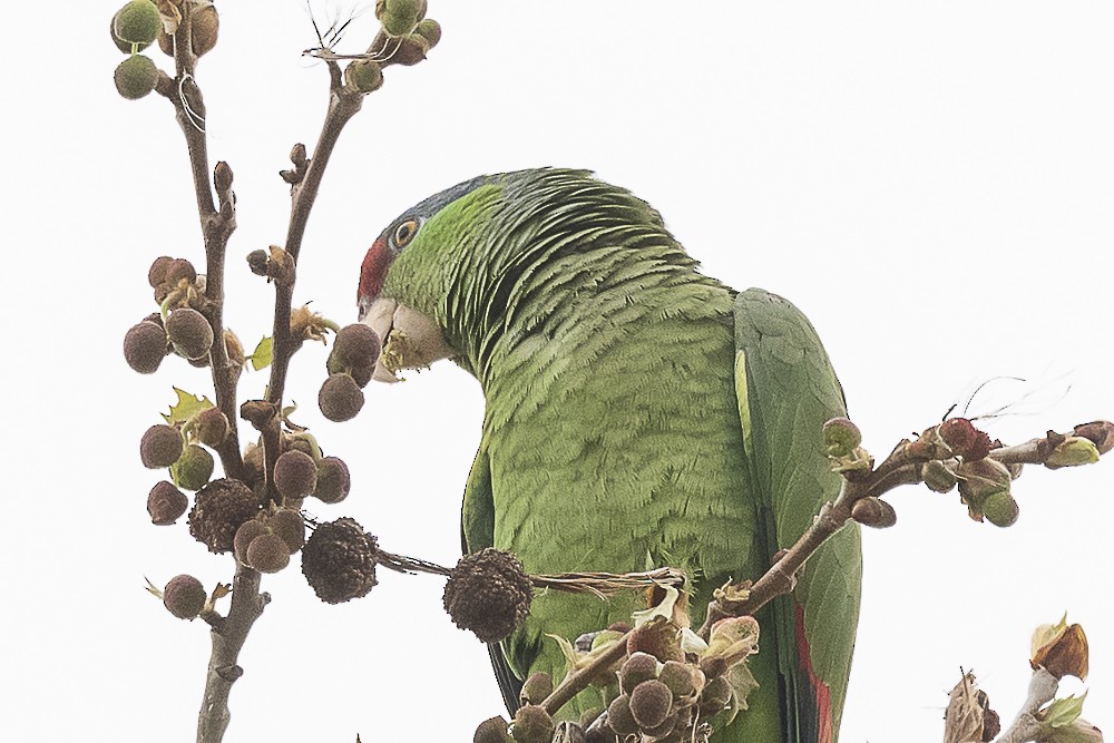 Lilac-crowned Parrot - ML555259461